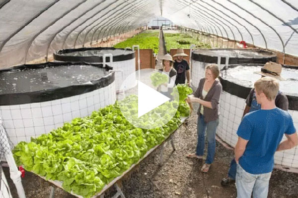 魚菜共生養殖模式